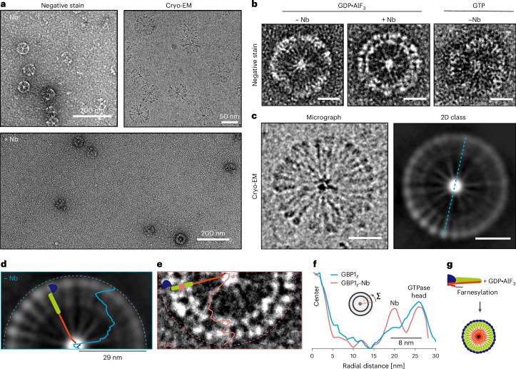 https://cdn.ncbi.nlm.nih.gov/pmc/blobs/771e/11746146/56760fad6ca4/41594_2024_1400_Fig3_HTML.jpg