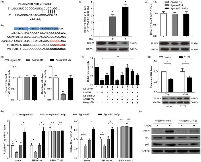 https://cdn.ncbi.nlm.nih.gov/pmc/blobs/771f/5223164/4a2edd3d2dbf/srep40487-f4.jpg