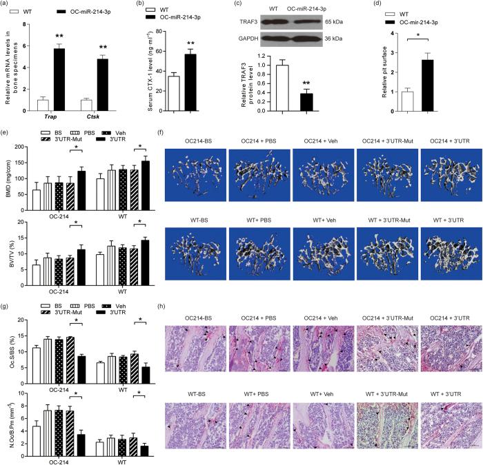 https://cdn.ncbi.nlm.nih.gov/pmc/blobs/771f/5223164/7329e7143a20/srep40487-f5.jpg