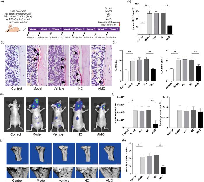 https://cdn.ncbi.nlm.nih.gov/pmc/blobs/771f/5223164/ebe3d60a36e3/srep40487-f6.jpg