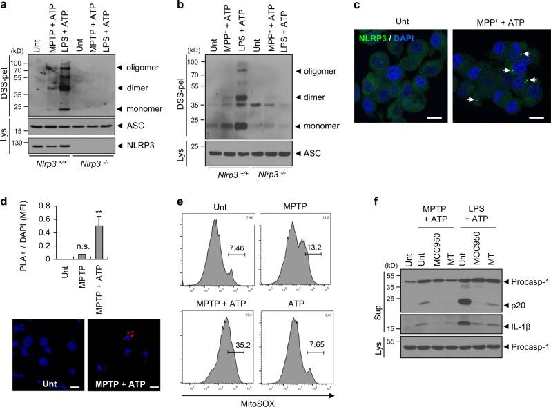https://cdn.ncbi.nlm.nih.gov/pmc/blobs/7721/6329843/334a2c917778/41418_2018_124_Fig4_HTML.jpg