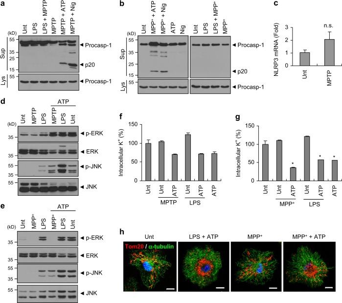 https://cdn.ncbi.nlm.nih.gov/pmc/blobs/7721/6329843/338c86250412/41418_2018_124_Fig5_HTML.jpg