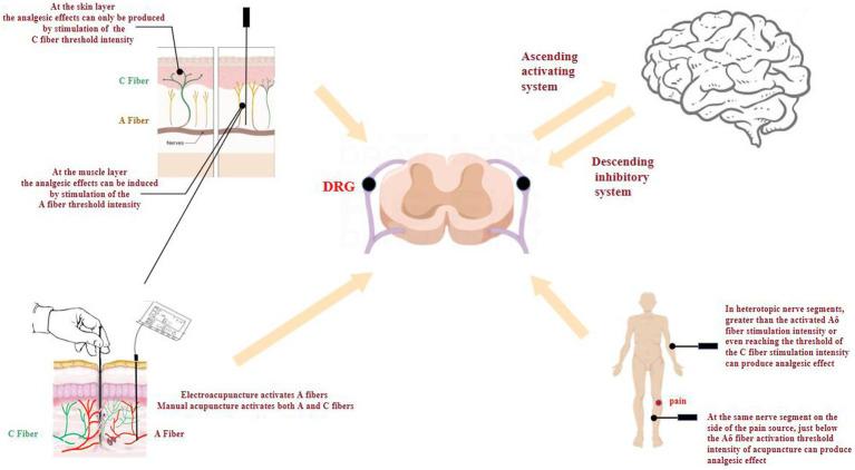 https://cdn.ncbi.nlm.nih.gov/pmc/blobs/7725/10879281/6640a3c3bca6/fnins-17-1239839-g002.jpg