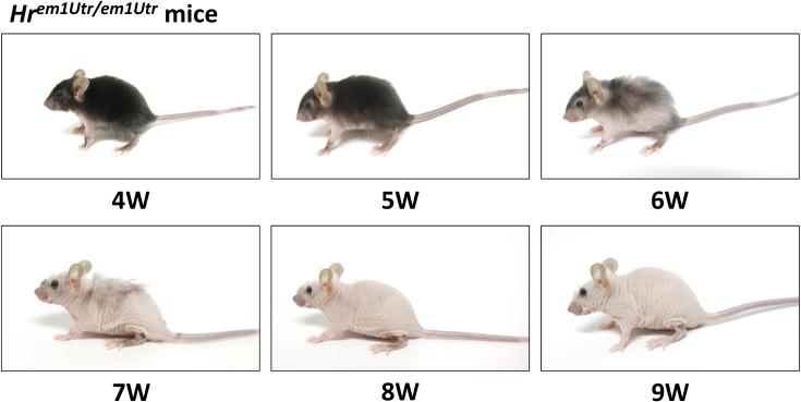https://cdn.ncbi.nlm.nih.gov/pmc/blobs/7725/5682356/0a508b770f4e/expanim-66-437-g004.jpg