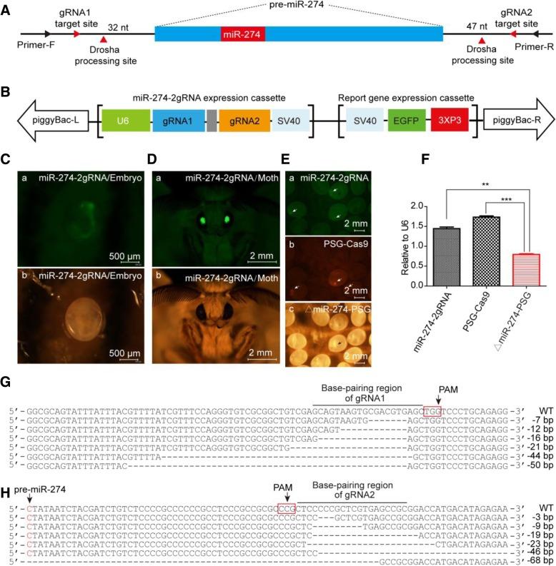 https://cdn.ncbi.nlm.nih.gov/pmc/blobs/7729/6694536/2d9dff71cec5/12575_2019_102_Fig3_HTML.jpg