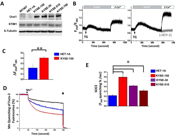 https://cdn.ncbi.nlm.nih.gov/pmc/blobs/772a/4116495/f39ce31694b6/oncotarget-05-3455-g002.jpg