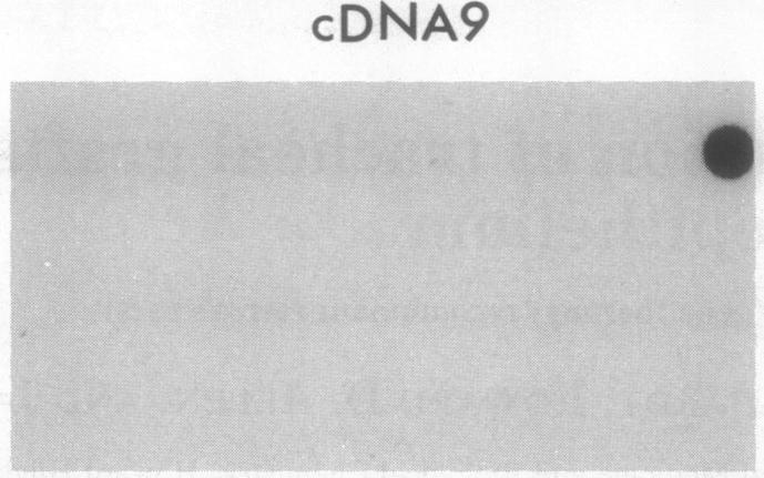 https://cdn.ncbi.nlm.nih.gov/pmc/blobs/772b/53099/2c34022831c2/pnas01074-0220-a.jpg