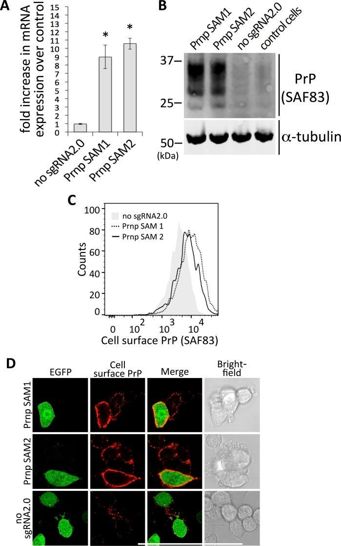 https://cdn.ncbi.nlm.nih.gov/pmc/blobs/7730/4851410/1ef3f0a6ab57/pone.0154604.g005.jpg