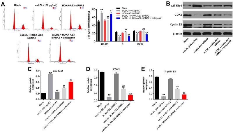 https://cdn.ncbi.nlm.nih.gov/pmc/blobs/7730/7490108/02200a9082c6/DDDT-14-3651-g0006.jpg