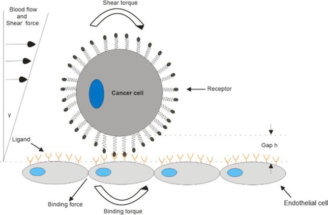 https://cdn.ncbi.nlm.nih.gov/pmc/blobs/7736/11840620/1eeed5e6a75d/ao4c08140_0005.jpg