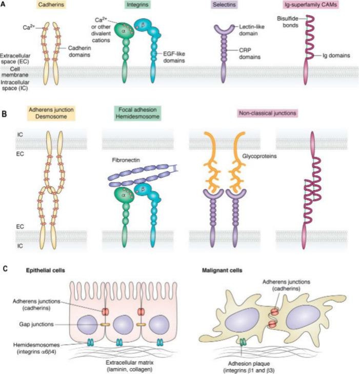 https://cdn.ncbi.nlm.nih.gov/pmc/blobs/7736/11840620/21777f69dfcb/ao4c08140_0002.jpg