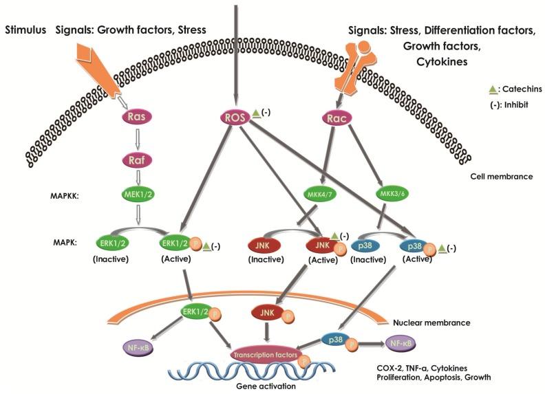 https://cdn.ncbi.nlm.nih.gov/pmc/blobs/7739/6155401/6a2e2f9bd957/molecules-22-00484-g006.jpg