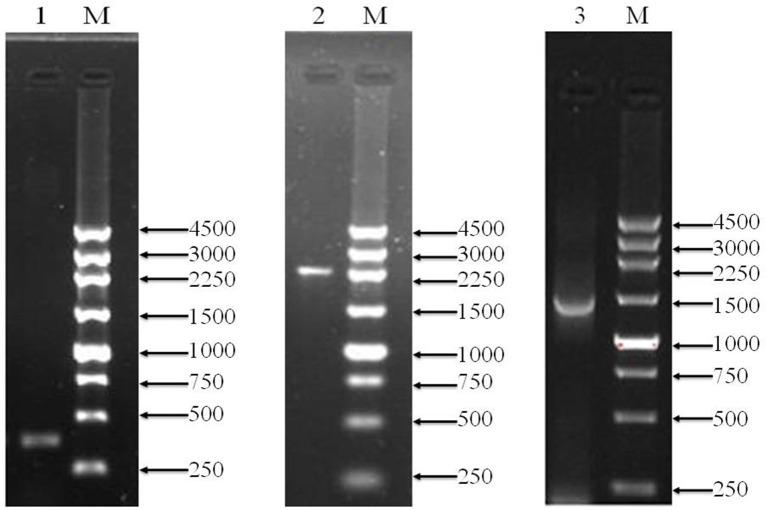 https://cdn.ncbi.nlm.nih.gov/pmc/blobs/7740/5592214/f709fdd8a81a/fmicb-08-01713-g0002.jpg
