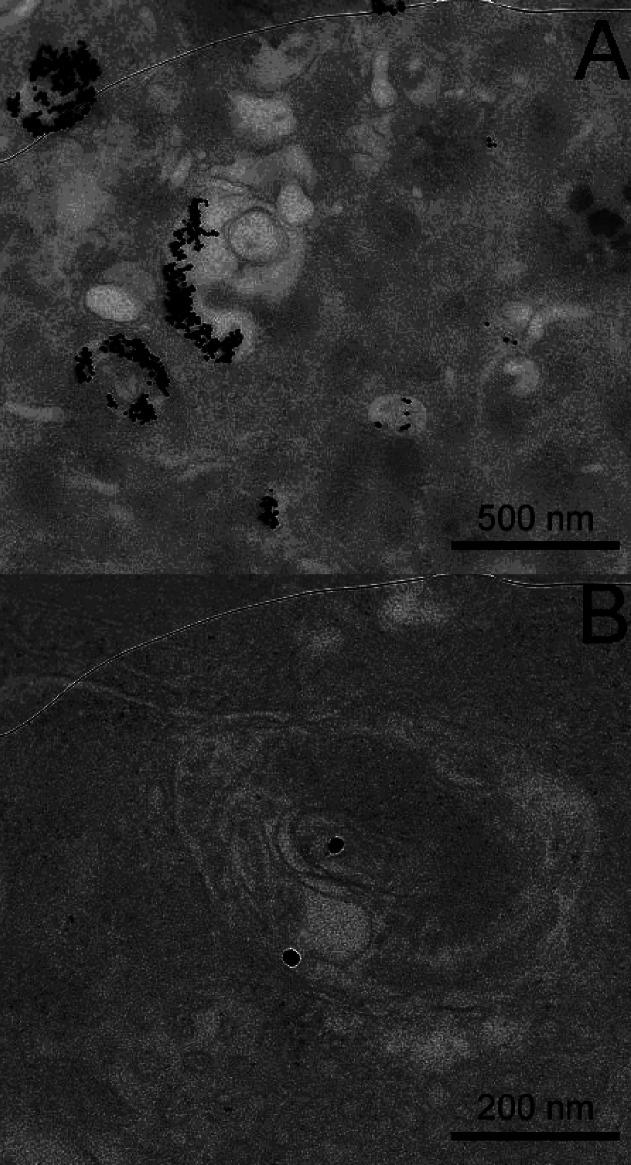https://cdn.ncbi.nlm.nih.gov/pmc/blobs/7744/3662397/a1f2422464b8/ja-2009-08117a_0006.jpg
