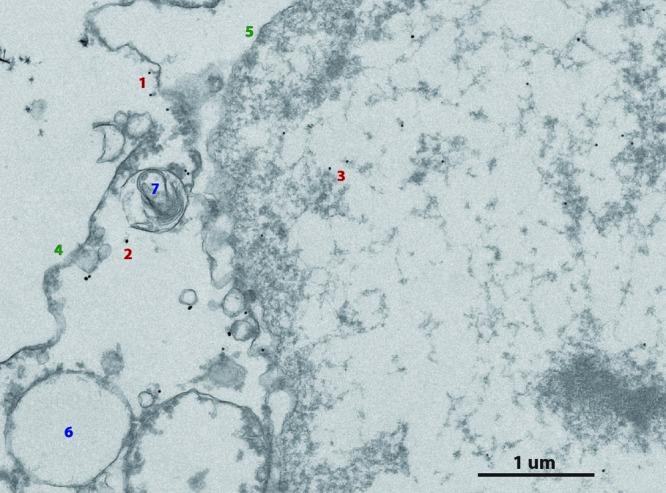 https://cdn.ncbi.nlm.nih.gov/pmc/blobs/7744/3662397/b7f14425daaf/ja-2009-08117a_0005.jpg