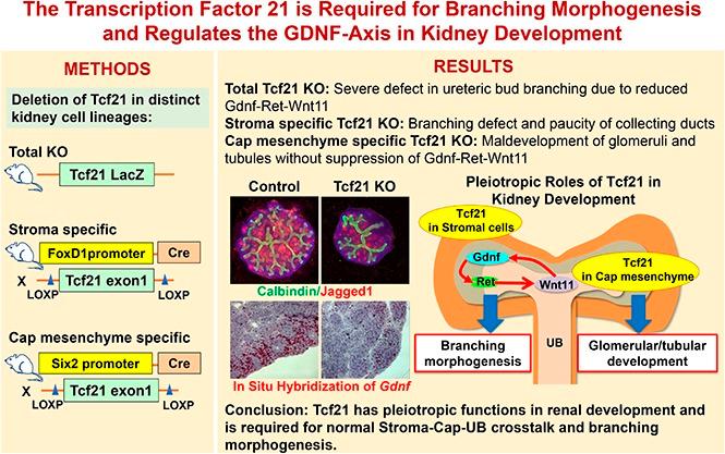 https://cdn.ncbi.nlm.nih.gov/pmc/blobs/7744/6287866/0ca81959a569/ASN.2017121278absf1.jpg