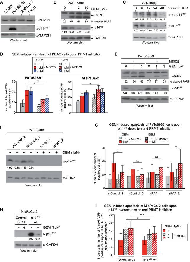 https://cdn.ncbi.nlm.nih.gov/pmc/blobs/7746/8246066/17c9cf125783/EMBJ-40-e106777-g005.jpg
