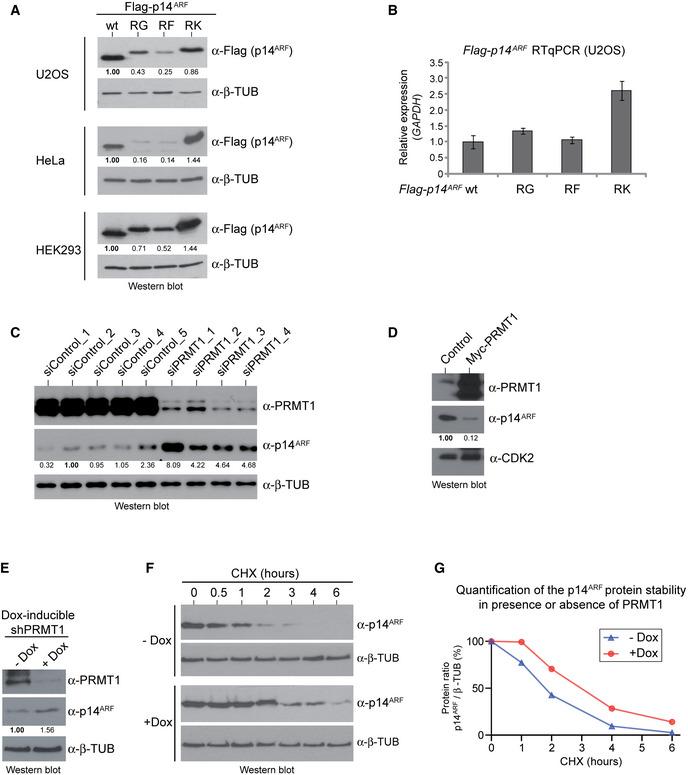 https://cdn.ncbi.nlm.nih.gov/pmc/blobs/7746/8246066/6822697b5f49/EMBJ-40-e106777-g008.jpg