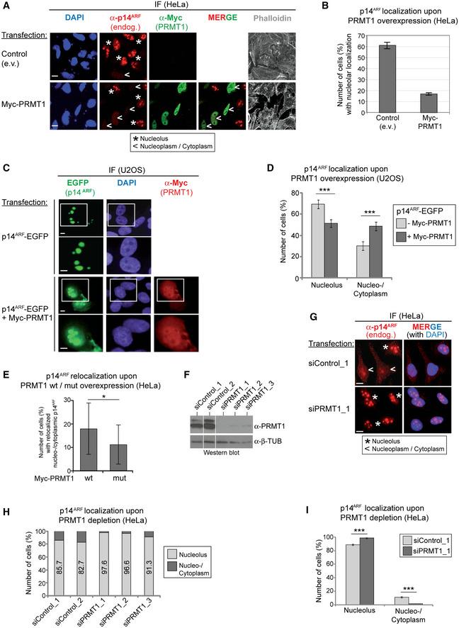 https://cdn.ncbi.nlm.nih.gov/pmc/blobs/7746/8246066/87383b52a99f/EMBJ-40-e106777-g006.jpg