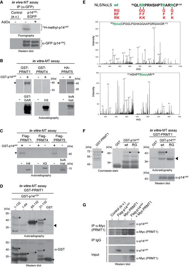 https://cdn.ncbi.nlm.nih.gov/pmc/blobs/7746/8246066/c81721ffa8fa/EMBJ-40-e106777-g003.jpg