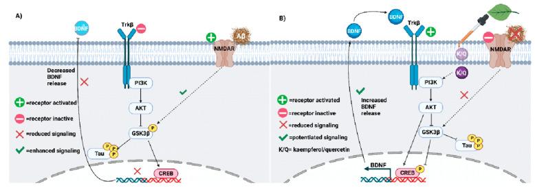 https://cdn.ncbi.nlm.nih.gov/pmc/blobs/7748/10669725/62cad54287cd/biology-12-01453-g004.jpg
