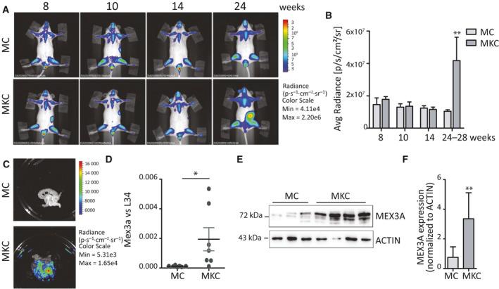 https://cdn.ncbi.nlm.nih.gov/pmc/blobs/7748/7858117/1ddb6e48e5cb/MOL2-15-579-g003.jpg