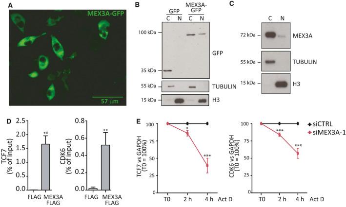 https://cdn.ncbi.nlm.nih.gov/pmc/blobs/7748/7858117/63075db66f8f/MOL2-15-579-g005.jpg