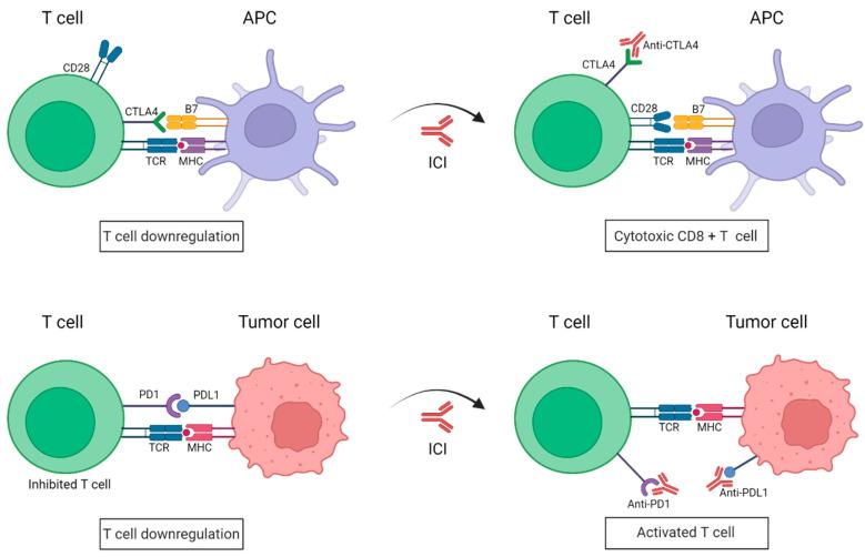 https://cdn.ncbi.nlm.nih.gov/pmc/blobs/774b/9687808/08fcac982a02/biomolecules-12-01562-g001.jpg
