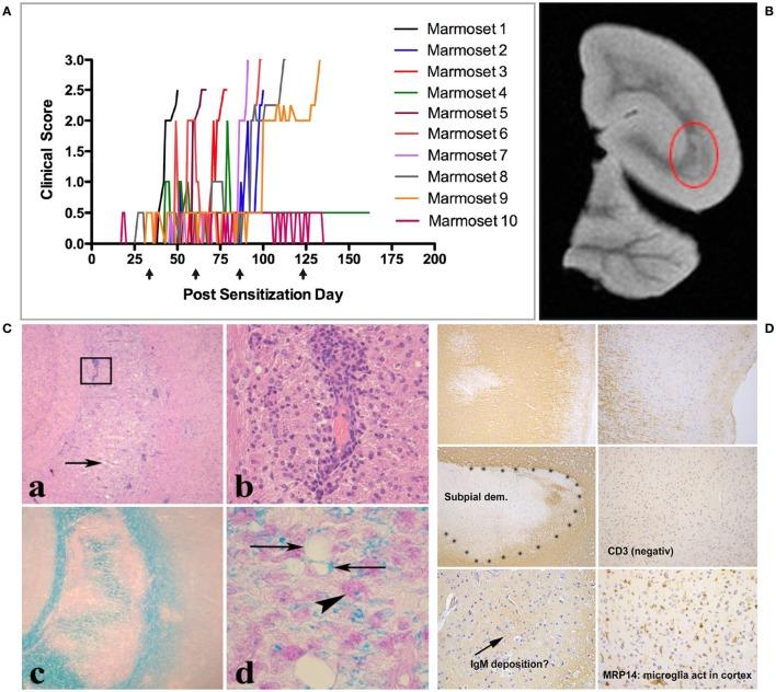 https://cdn.ncbi.nlm.nih.gov/pmc/blobs/7757/5504154/d74175e9e9a7/fimmu-08-00804-g005.jpg