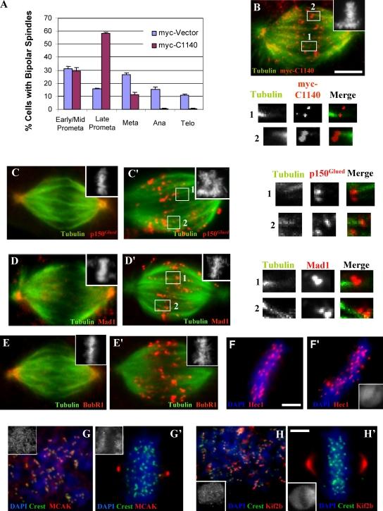 https://cdn.ncbi.nlm.nih.gov/pmc/blobs/775b/2542467/0feddfdc82ed/jcb1821045f03.jpg