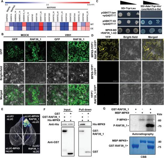 https://cdn.ncbi.nlm.nih.gov/pmc/blobs/7760/11304259/110e9c699c92/ADVS-11-2404400-g008.jpg