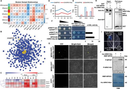 https://cdn.ncbi.nlm.nih.gov/pmc/blobs/7760/11304259/b7805e2e5cbe/ADVS-11-2404400-g007.jpg
