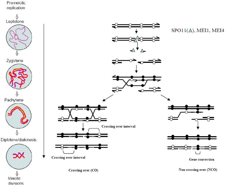 https://cdn.ncbi.nlm.nih.gov/pmc/blobs/7760/3966222/148d39ea4344/genes-01-00521-g001.jpg