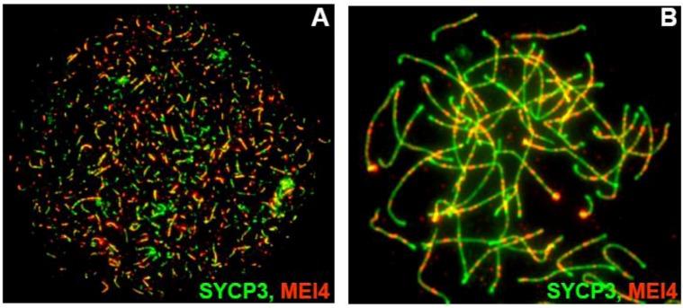 https://cdn.ncbi.nlm.nih.gov/pmc/blobs/7760/3966222/87c749fb6170/genes-01-00521-g005.jpg
