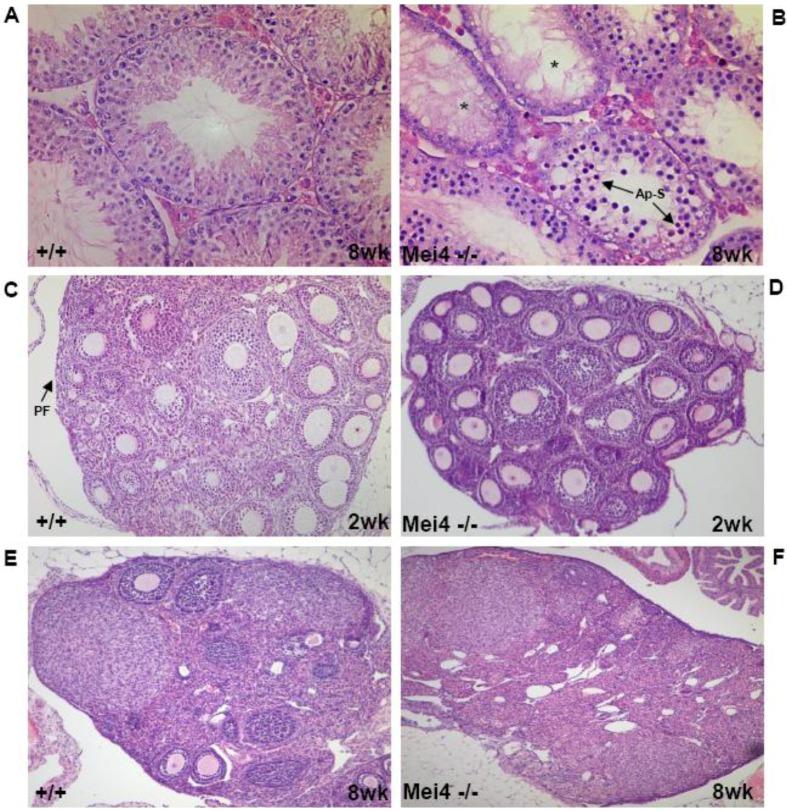 https://cdn.ncbi.nlm.nih.gov/pmc/blobs/7760/3966222/973ae2349e26/genes-01-00521-g003.jpg