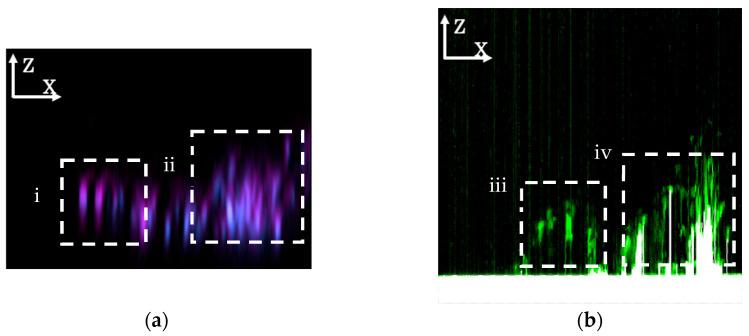 https://cdn.ncbi.nlm.nih.gov/pmc/blobs/7761/12388386/60ceb77c0e54/microorganisms-13-01779-g007.jpg