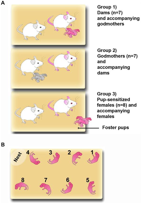 https://cdn.ncbi.nlm.nih.gov/pmc/blobs/7761/4512027/a4e493d41b22/fnbeh-09-00197-g0001.jpg