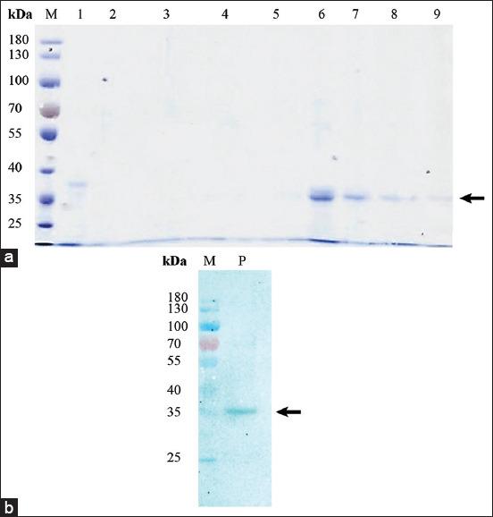 https://cdn.ncbi.nlm.nih.gov/pmc/blobs/7765/9047132/affe9d2528c4/Vetworld-15-602-g003.jpg