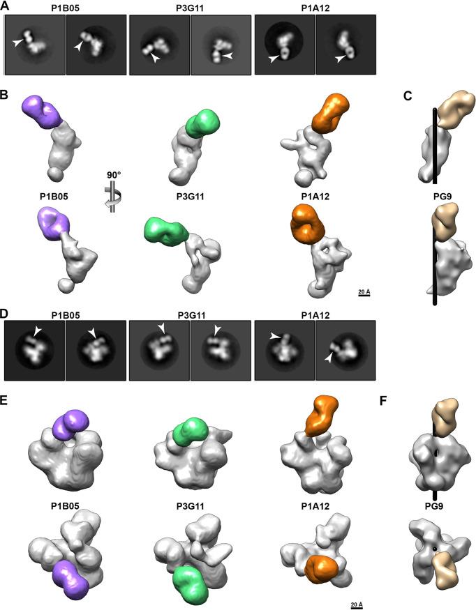 https://cdn.ncbi.nlm.nih.gov/pmc/blobs/7765/9973348/6423c788cb05/mbio.03370-22-f006.jpg