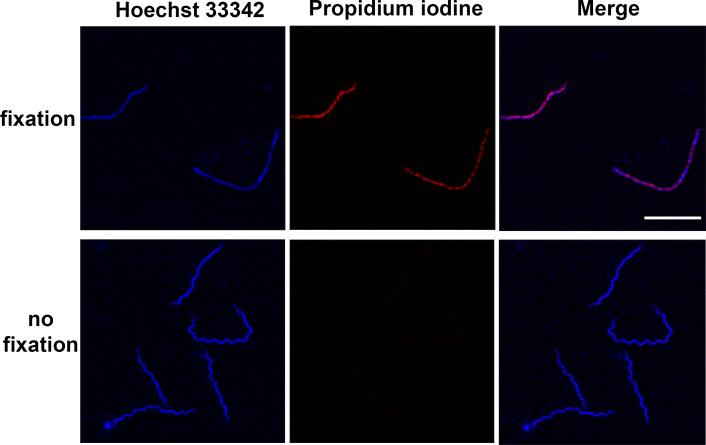 https://cdn.ncbi.nlm.nih.gov/pmc/blobs/776b/12092001/f0d64d680f2c/elife-104913-fig5-figsupp3.jpg