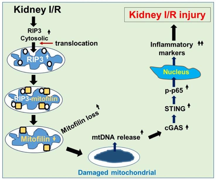 https://cdn.ncbi.nlm.nih.gov/pmc/blobs/776b/9220894/306ecf1cb356/cells-11-01894-g011.jpg