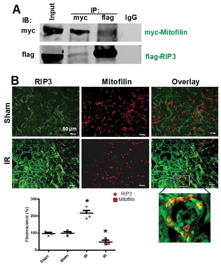 https://cdn.ncbi.nlm.nih.gov/pmc/blobs/776b/9220894/6d88ca2e96e4/cells-11-01894-g002.jpg