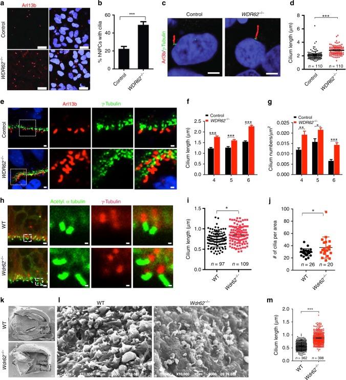https://cdn.ncbi.nlm.nih.gov/pmc/blobs/776c/6565620/0c1cf4439016/41467_2019_10497_Fig4_HTML.jpg