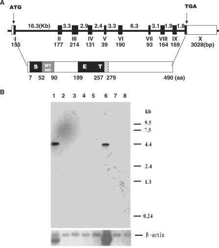 https://cdn.ncbi.nlm.nih.gov/pmc/blobs/776d/2790895/992cb7170a42/gkp773f1.jpg