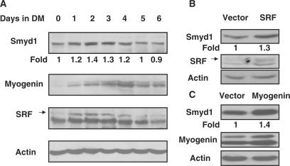 https://cdn.ncbi.nlm.nih.gov/pmc/blobs/776d/2790895/c1193a65f75a/gkp773f3.jpg