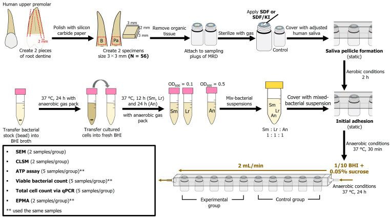 https://cdn.ncbi.nlm.nih.gov/pmc/blobs/776e/11350696/9f5d5be7c986/antibiotics-13-00743-g007.jpg