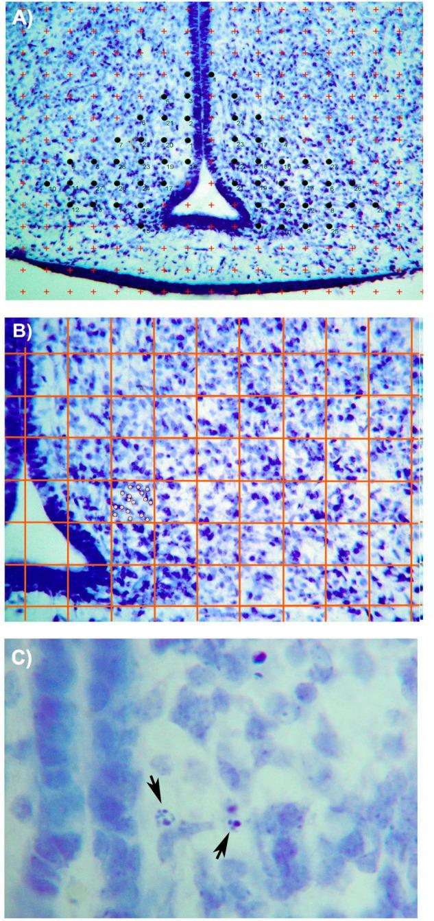 https://cdn.ncbi.nlm.nih.gov/pmc/blobs/776f/9243364/83b1e85e1969/fnana-16-896732-g001.jpg