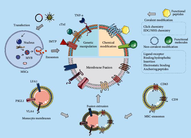 https://cdn.ncbi.nlm.nih.gov/pmc/blobs/7774/9124131/8cc7cc53d427/SCI2022-1779346.004.jpg