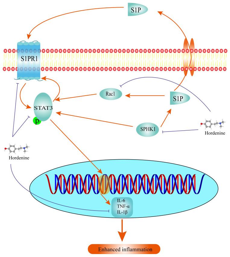 https://cdn.ncbi.nlm.nih.gov/pmc/blobs/7776/10054341/824620caa4aa/molecules-28-02834-g005.jpg