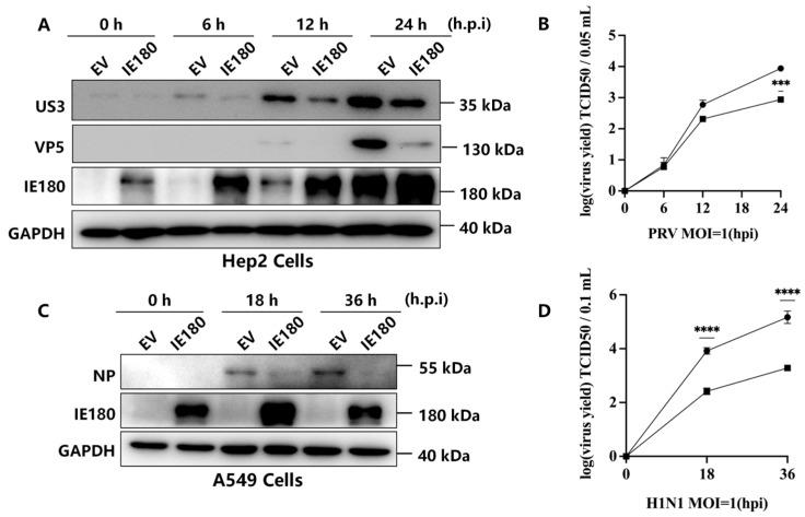 https://cdn.ncbi.nlm.nih.gov/pmc/blobs/7779/12196062/37572ff42f47/microorganisms-13-01397-g001.jpg